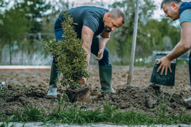 Best Affordable Tree Service  in San Antonio Heights, CA